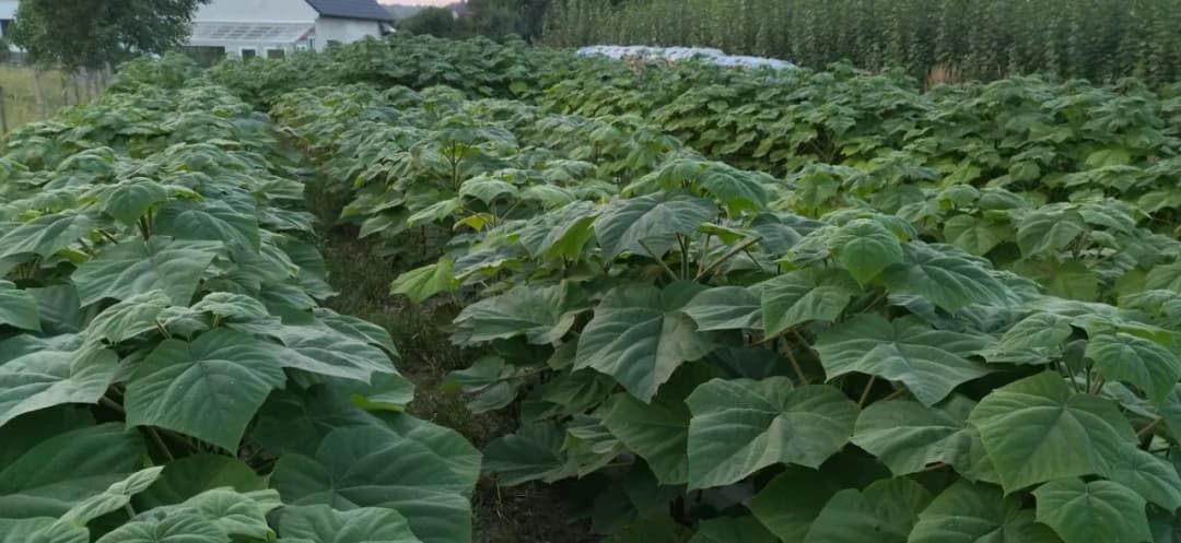 Sadzonki paulowni omszonych - Gdzie kupić najlepsze okazy?