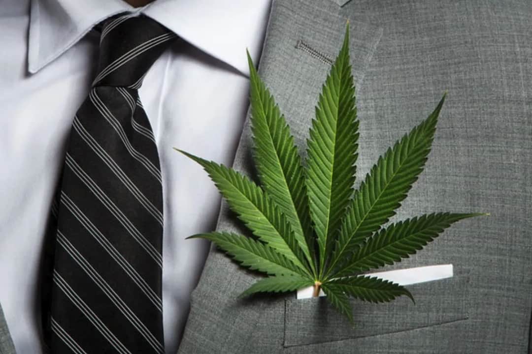 Jak zacząć biznes konopny w Polsce - kluczowe informacje i porady