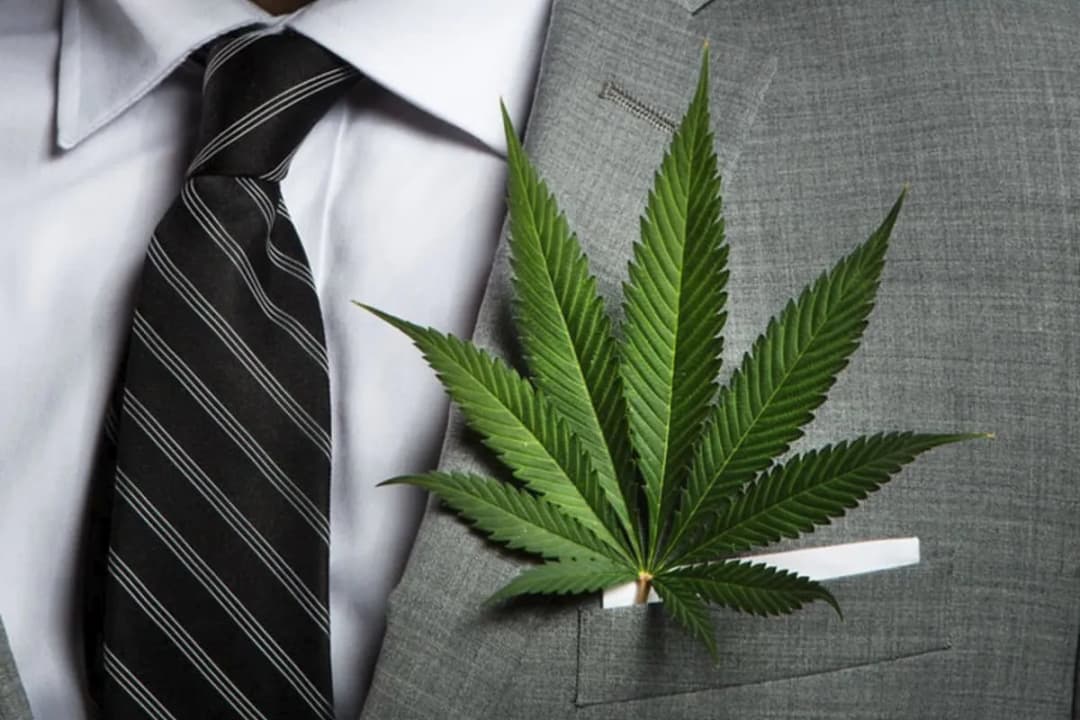 Jak zacząć biznes konopny w Polsce - kluczowe informacje i porady