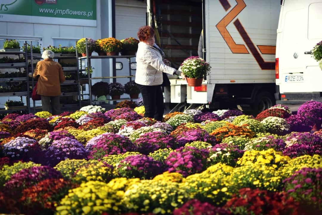Jakie ceny kwiatów na giełdzie? Sprawdź, co musisz wiedzieć!