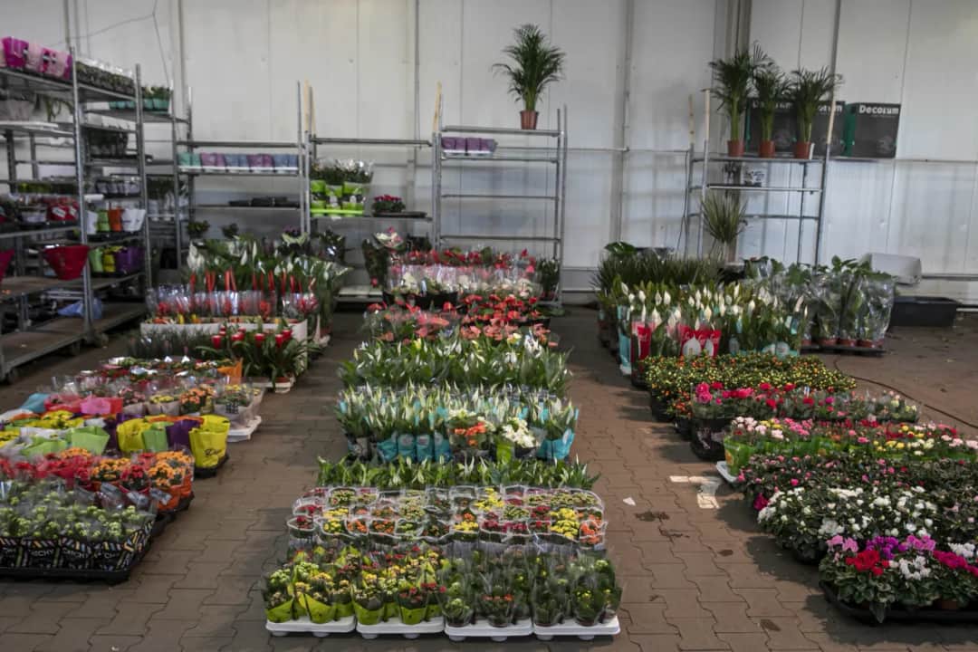 Jak dojechać do giełdy kwiatowej w Krakowie - proste trasy i porady